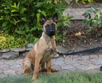 Maverick, a male Belgian Malinois for sale in Fredericksburg, OH – Photo 1 of 9