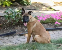 Maverick, a male Belgian Malinois for sale in Fredericksburg, OH – Photo 5 of 9