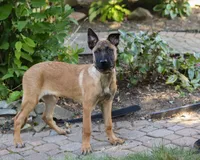 Maverick, a male Belgian Malinois for sale in Fredericksburg, OH – Photo 6 of 9
