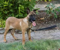 Maverick, a male Belgian Malinois for sale in Fredericksburg, OH – Photo 2 of 9