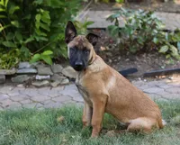 Maverick, a male Belgian Malinois for sale in Fredericksburg, OH – Photo 4 of 9