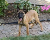 Maverick, a male Belgian Malinois for sale in Fredericksburg, OH – Photo 7 of 9