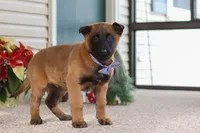 Oakley, a male Belgian Malinois for sale in Fredericksburg, OH – Photo 6 of 6
