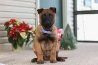 Oakley, a male Belgian Malinois for sale in Fredericksburg, OH – Photo 5 of 6