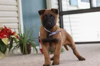 Oakley, a male Belgian Malinois for sale in Fredericksburg, OH – Photo 4 of 6