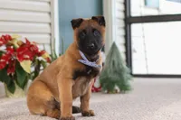 Oakley, a male Belgian Malinois for sale in Fredericksburg, OH – Photo 1 of 6