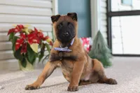 Oakley, a male Belgian Malinois for sale in Fredericksburg, OH – Photo 3 of 6