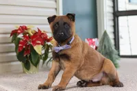 Oakley, a male Belgian Malinois for sale in Fredericksburg, OH – Photo 2 of 6