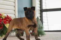 Autumn, a female Belgian Malinois for sale in Fredericksburg, OH – Photo 4 of 10