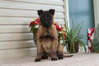 Autumn, a female Belgian Malinois for sale in Fredericksburg, OH – Photo 7 of 10