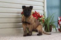 Autumn, a female Belgian Malinois for sale in Fredericksburg, OH – Photo 6 of 10