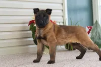 Autumn, a female Belgian Malinois for sale in Fredericksburg, OH – Photo 1 of 10