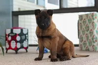 Autumn, a female Belgian Malinois for sale in Fredericksburg, OH – Photo 8 of 10