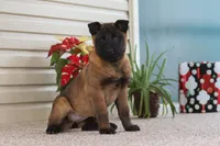 Autumn, a female Belgian Malinois for sale in Fredericksburg, OH – Photo 10 of 10