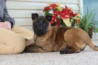 Autumn, a female Belgian Malinois for sale in Fredericksburg, OH – Photo 3 of 10