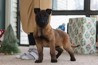 Autumn, a female Belgian Malinois for sale in Fredericksburg, OH – Photo 9 of 10