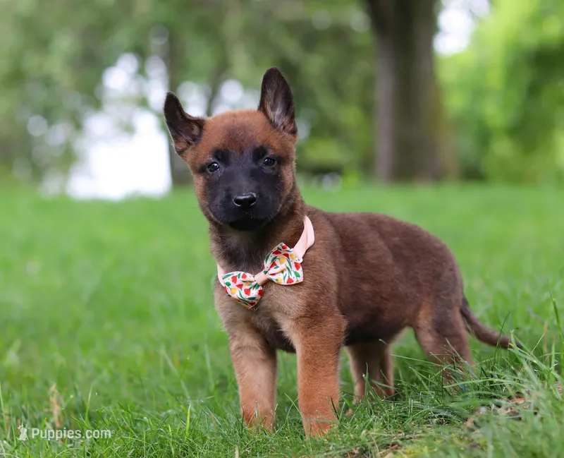 Haven, a female Belgian Malinois for sale in Fredericksburg, OH – Photo 1 of 8