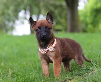 Haven, a female Belgian Malinois for sale in Fredericksburg, OH – Photo 1 of 8