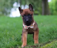 Haven, a female Belgian Malinois for sale in Fredericksburg, OH – Photo 5 of 8