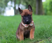 Haven, a female Belgian Malinois for sale in Fredericksburg, OH – Photo 6 of 8