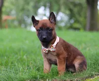 Haven, a female Belgian Malinois for sale in Fredericksburg, OH – Photo 4 of 8