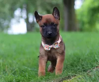 Haven, a female Belgian Malinois for sale in Fredericksburg, OH – Photo 3 of 8