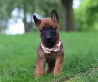 Haven, a female Belgian Malinois for sale in Fredericksburg, OH – Photo 2 of 8