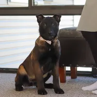 Pumpkin, a female Belgian Malinois for sale in Fredericksburg, OH – Photo 8 of 9