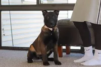 Pumpkin, a female Belgian Malinois for sale in Fredericksburg, OH – Photo 8 of 9