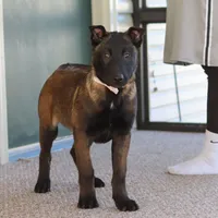 Pumpkin, a female Belgian Malinois for sale in Fredericksburg, OH – Photo 1 of 9