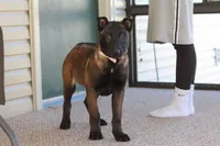 Pumpkin, a female Belgian Malinois for sale in Fredericksburg, OH – Photo 1 of 9