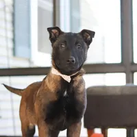 Pumpkin, a female Belgian Malinois for sale in Fredericksburg, OH – Photo 2 of 9