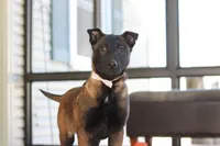 Pumpkin, a female Belgian Malinois for sale in Fredericksburg, OH – Photo 2 of 9