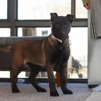 Pumpkin, a female Belgian Malinois for sale in Fredericksburg, OH – Photo 3 of 9