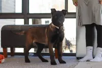 Pumpkin, a female Belgian Malinois for sale in Fredericksburg, OH – Photo 3 of 9