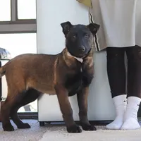 Pumpkin, a female Belgian Malinois for sale in Fredericksburg, OH – Photo 4 of 9