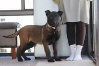 Pumpkin, a female Belgian Malinois for sale in Fredericksburg, OH – Photo 4 of 9