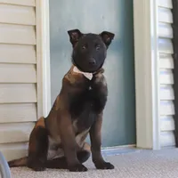Pumpkin, a female Belgian Malinois for sale in Fredericksburg, OH – Photo 6 of 9