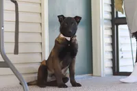 Pumpkin, a female Belgian Malinois for sale in Fredericksburg, OH – Photo 6 of 9