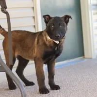 Pumpkin, a female Belgian Malinois for sale in Fredericksburg, OH – Photo 7 of 9