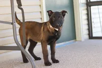 Pumpkin, a female Belgian Malinois for sale in Fredericksburg, OH – Photo 7 of 9