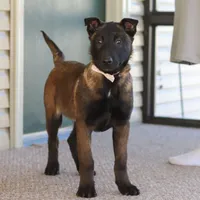 Pumpkin, a female Belgian Malinois for sale in Fredericksburg, OH – Photo 5 of 9