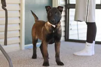 Pumpkin, a female Belgian Malinois for sale in Fredericksburg, OH – Photo 5 of 9