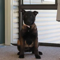 Pumpkin, a female Belgian Malinois for sale in Fredericksburg, OH – Photo 9 of 9