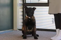 Pumpkin, a female Belgian Malinois for sale in Fredericksburg, OH – Photo 9 of 9