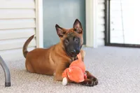 Ginger, a female Belgian Malinois for sale in Fredericksburg, OH – Photo 9 of 10