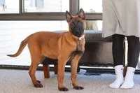 Ginger, a female Belgian Malinois for sale in Fredericksburg, OH – Photo 8 of 10