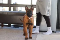 Ginger, a female Belgian Malinois for sale in Fredericksburg, OH – Photo 3 of 10