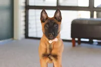 Ginger, a female Belgian Malinois for sale in Fredericksburg, OH – Photo 2 of 10