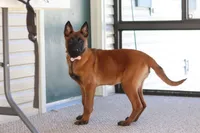 Ginger, a female Belgian Malinois for sale in Fredericksburg, OH – Photo 7 of 10